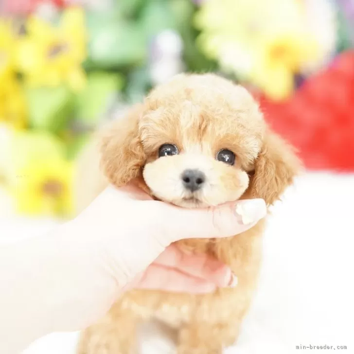 ティーカッププードル【埼玉県・男の子・2025年10月6日・アプリコット】の写真1「色々なサイズの子犬と幅広い価格帯で他にも複数頭掲載しております❗」