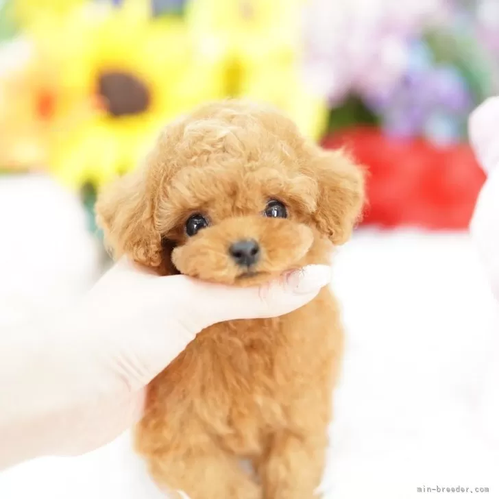 ティーカッププードル【埼玉県・男の子・2025年7月30日・レッド】の写真1「色々なサイズの子犬と幅広い価格帯で他にも複数頭掲載しております❗」