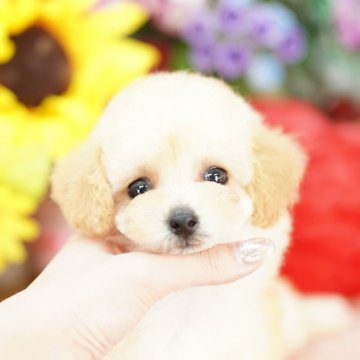 ティーカッププードル【埼玉県・男の子・2025年6月9日・クリーム】の写真「当犬舎は見学会などといったイベント行為は行いません」