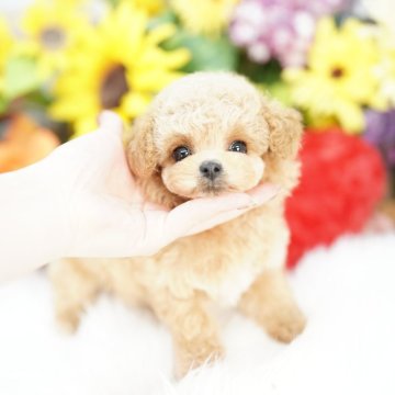 ミックス(ビションフリーゼ×トイプードル)【埼玉県・女の子・2025年3月14日・クリーム】の写真「人気のビションプー♡　パパは極小の韓国ミニビション」