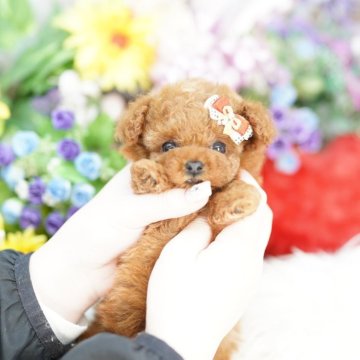 トイプードル(ティーカップ)【埼玉県・女の子・2025年9月11日・レッド】の写真「20回払い迄金利0❗ 　激かわティーカップ♡」