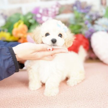 ミックス(ビションフリーゼ×トイプードル)【埼玉県・男の子・2024年12月29日・クリーム】の写真「20回払い迄金利0❗ビションプーの男の子」