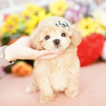 マルプー(マルチーズ×トイプードル)【埼玉県・男の子・2025年3月25日・クリーム】の写真「20回払い迄金利0❗　人気のマルプー♡」