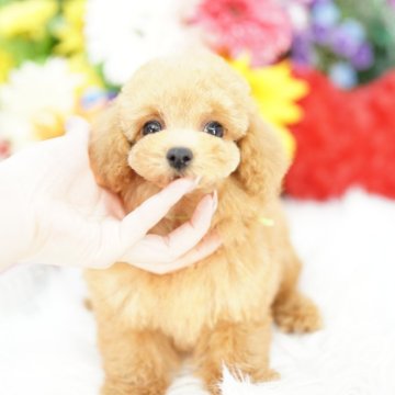 トイプードル(タイニー)【埼玉県・男の子・2025年6月8日・アプリコット】の写真「乱繁殖反対！　当犬舎は繁殖場と販売事業所は同一です」