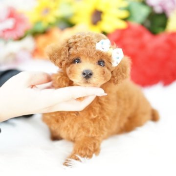 タイニープードル【埼玉県・男の子・2025年3月21日・レッド】の写真「20回払い迄金利0❗組織的投げ売大量繁殖絶対反対！」
