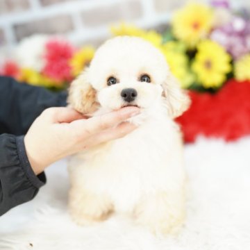 ビションプー(ビションフリーゼ×トイプードル)【埼玉県・男の子・2025年3月31日・クリーム】の写真「乱繁殖反対！　当犬舎は繁殖場も販売事業所も同一です」