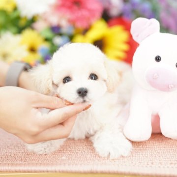 マルプー(マルチーズ×トイプードル)【埼玉県・男の子・2025年6月24日・クリーム】の写真「20回払い迄金利0❗　人気のマルプー♡　」