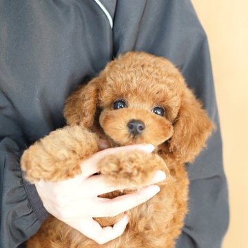 タイニープードル【埼玉県・男の子・2025年7月5日・レッド】の写真「当犬舎は評価数を競うブリーディングは行ってません」
