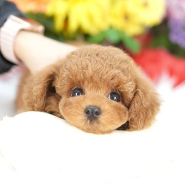 タイニープードル【埼玉県・男の子・2025年7月5日・レッド】の写真「当犬舎は評価数を競うブリーディングは行ってません」