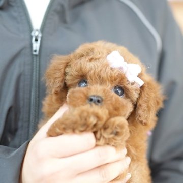 トイプードル(タイニー)【埼玉県・男の子・2025年1月7日・レッド】の写真「当犬舎は生まれた場所で育てて販売しております」