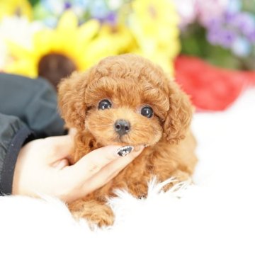 タイニープードル【埼玉県・女の子・2025年7月30日・レッド】の写真「組織的に行われている大乱繁殖に絶対反対です！！」