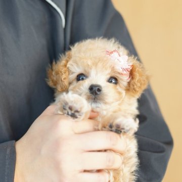 ミックス(トイプードル×ビションフリーゼ)【埼玉県・女の子・2025年1月24日・クリーム】の写真「当犬舎は繁殖場所と販売事業所は同一です」