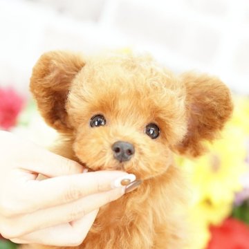 タイニープードル【埼玉県・男の子・2025年6月25日・レッド】の写真「20回払い迄金利0❗　組織的パピーミルに反対です」