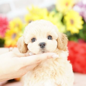 マルプー(マルチーズ×トイプードル)【埼玉県・男の子・2025年5月7日・クリーム】の写真「20回払い迄金利0❗　人気のマルプー♡」