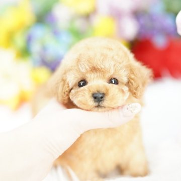 トイプードル(ティーカップ)【埼玉県・男の子・2025年9月14日・レッド】の写真「20回払い迄金利0❗ 　激かわティーカップ♡」