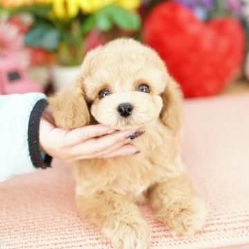 【埼玉県・男の子・2025年6月27日・クリーム】の写真「20回払い迄金利0❗パパは激かわ韓国ミニビション♡」