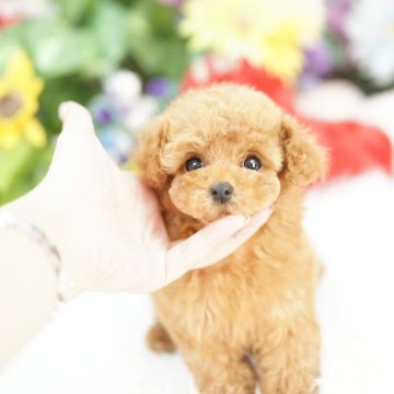 ティーカッププードル【埼玉県・女の子・2025年10月3日・レッド】の写真「20回払い迄金利0　ティーカップ予想の女の子💕」