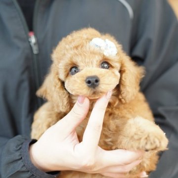 タイニープードル【埼玉県・男の子・2025年3月20日・レッド】の写真「当犬舎は繁殖場も販売事業所も同一です」