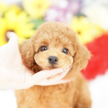 タイニープードル【埼玉県・女の子・2025年3月20日・レッド】の写真「同犬舎でブリーディングから販売まで行っております」