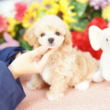 マルプー(マルチーズ×トイプードル)【埼玉県・男の子・2025年4月13日・クリーム】の写真「20回払い迄金利0❗　人気のマルプー♡」