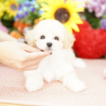 ビションプー(ビションフリーゼ×トイプードル)【埼玉県・男の子・2025年5月11日・クリーム】の写真「20回払い迄金利0❗　大人気のビションプー♡」