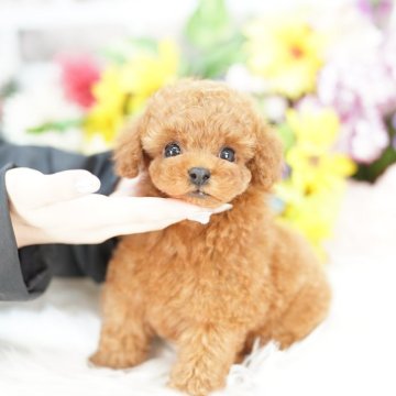 トイプードル(タイニー)【埼玉県・男の子・2025年9月11日・レッド】の写真「20回払い迄金利0❗ 　激かわプリンセス君♡」