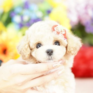 ビションプー(トイプードル×ビションフリーゼ)【埼玉県・女の子・2025年8月16日・クリーム】の写真「20回払い迄金利0❗　大人気の激かわビションプー」