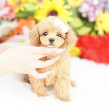 トイプードル(ティーカップ)【埼玉県・女の子・2025年3月11日・アプリコット】の写真「当犬舎は繁殖場所も販売事業所も同一です」