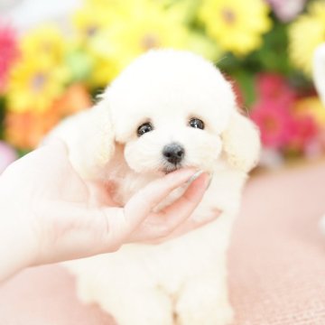 ティーカッププードル【埼玉県・男の子・2025年4月26日・クリーム】の写真「当犬舎は見学会などというイベント行為は行いません」