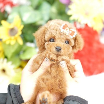 トイプードル(ティーカップ)【埼玉県・女の子・2025年10月3日・レッド】の写真「ランキングを競うブリーディングは行っておりません」