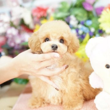 ビションプー(トイプードル×ビションフリーゼ)【埼玉県・男の子・2025年8月3日・クリーム】の写真「20回払い迄金利0❗　大人気の激かわビションプー」