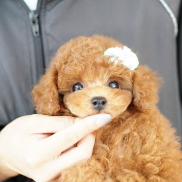 タイニープードル【埼玉県・男の子・2025年5月22日・レッド】の写真「当犬舎は見学会などといったイベント行為は行いません」