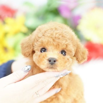 トイプードル(トイ)【埼玉県・男の子・2025年9月23日・レッド】の写真「20回払い迄金利0❗　癒やし系のベビーフェイス♡」