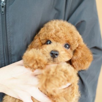 トイプードル(タイニー)【埼玉県・女の子・2025年6月30日・レッド】の写真「ペットショップではないので見学会など行いません」