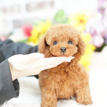 タイニープードル【埼玉県・男の子・2025年9月11日・レッド】の写真「20回払い迄金利0❗ 　激かわプリンセス君♡」