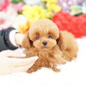 トイプードル(タイニー)【埼玉県・男の子・2025年4月21日・レッド】の写真「当犬舎は見学会などといったイベント行為は行いません」