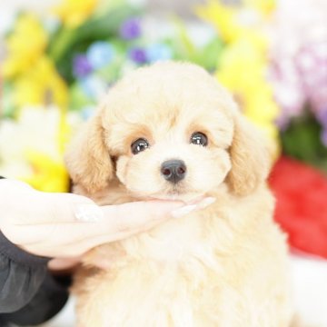 ビションプー(トイプードル×ビションフリーゼ)【埼玉県・男の子・2025年8月3日・アプリコット】の写真「20回払い迄金利0❗　大人気の激かわビションプー」