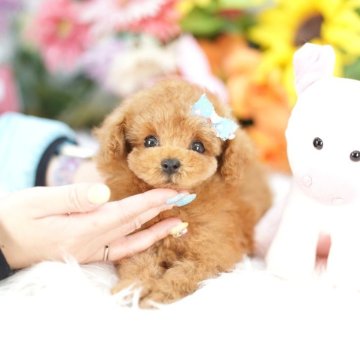トイプードル(ティーカップ)【埼玉県・男の子・2025年3月7日・レッド】の写真「20回払い迄金利0❗組織的投げ売大量繁殖絶対反対！」
