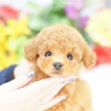 ティーカッププードル【埼玉県・男の子・2025年9月23日・レッド】の写真「評価の数を競うブリーディングは全く目標にありません」