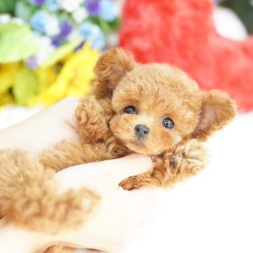 ティーカッププードル【埼玉県・女の子・2025年9月24日・レッド】の写真「20回払い迄金利0❗　マイクロティーカップ予想♡」