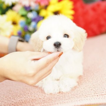 マルプー(マルチーズ×トイプードル)【埼玉県・男の子・2025年6月24日・クリーム】の写真「20回払い迄金利0❗　人気のマルプー♡　」