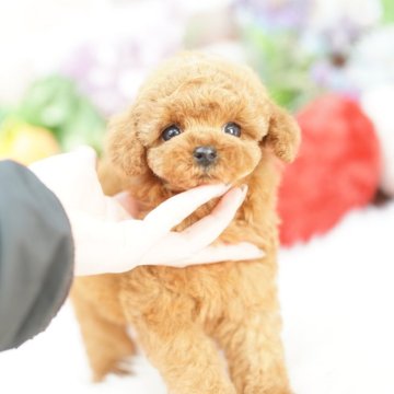 トイプードル(タイニー)【埼玉県・男の子・2025年1月7日・レッド】の写真「組織的集中繁殖パピーミル絶対反対！」