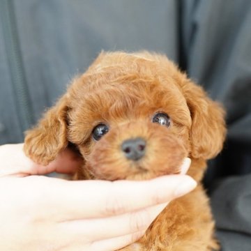 タイニープードル【埼玉県・男の子・2025年10月2日・レッド】の写真「20回払い迄金利0 クリクリお目々のベビーフェイス」