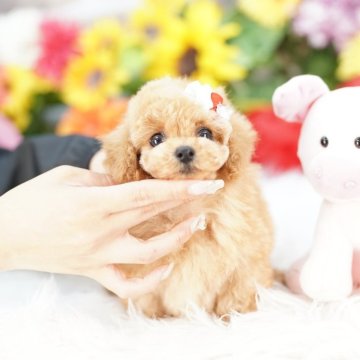 ティーカッププードル【埼玉県・男の子・2025年4月15日・アプリコット】の写真「20回払い迄金利0❗　組織的パピーミル絶対反対！！」