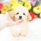 トイプードル(タイニー)