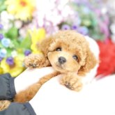 トイプードル(タイニー)