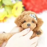 ティーカッププードル