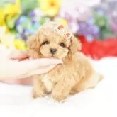 ティーカッププードル