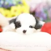 ミックス(パピヨン×マルチーズ)【埼玉県・男の子・2025年8月23日・ホワイト&ブラック】の写真1