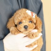 トイプードル(タイニー)